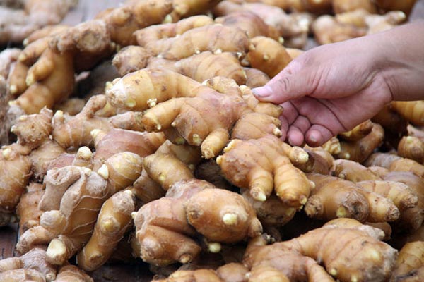 August ginger prices hit rock bottom