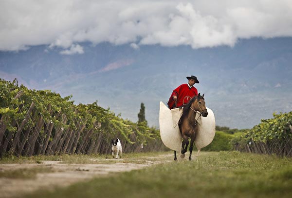 Grape expectations from Argentina