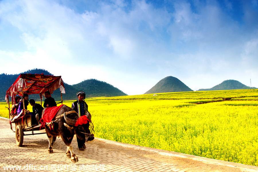 Top 10 canola flower attractions in China