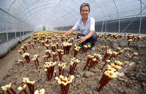 Han River turns green with plants