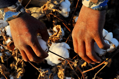 Harsh harvest looms for Xinjiang cotton growers