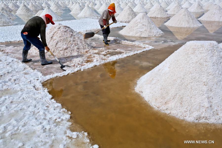 Workers harvest dried salt in Gansu