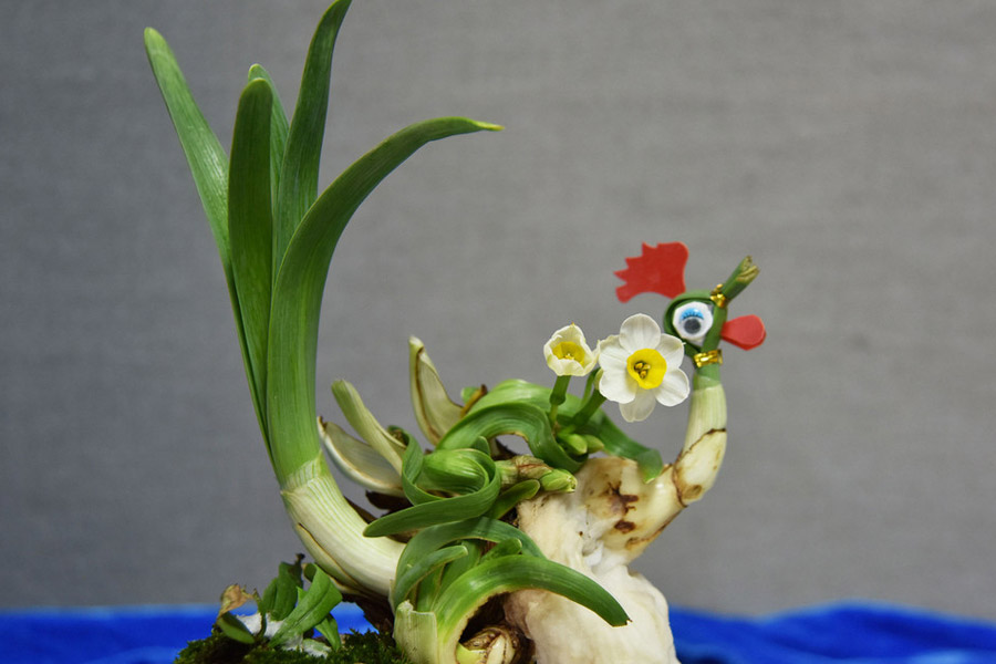 Oddly-shaped daffodil bonsai catches eyes in Shenzhen