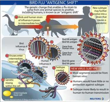 Latest bird flu outbreaks and bird fly antigenic shift