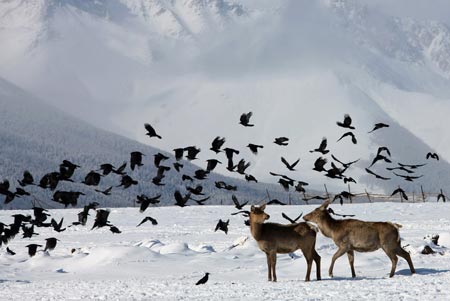 Red deer at foot of Tianshan Mountain, NW China