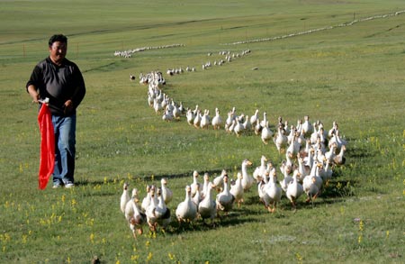 Scientists move to identify mystery worms in Xinjiang