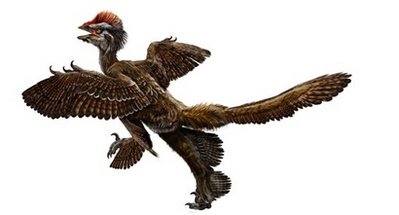 China finds bird-like dinosaur with four wings