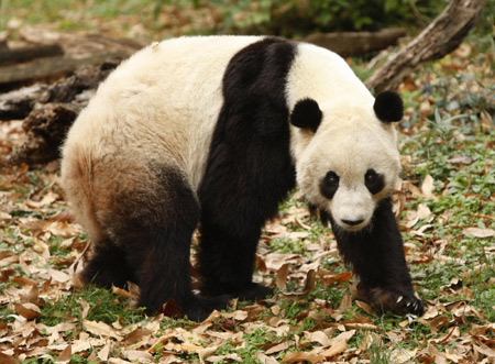 Washingtonians express pride, hope for departing Chinese panda cub