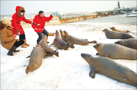 Spotted seals can come up for air