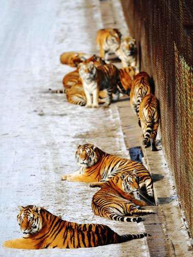 Volunteers to protect tigers