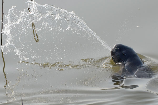 Call for protection of finless porpoise