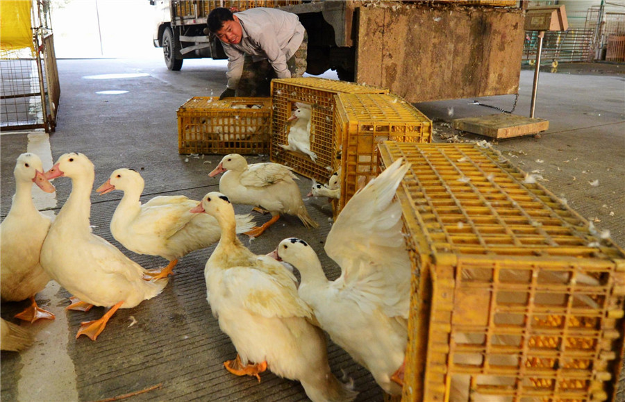 Tight control on China’s poultry over H7N9 fears