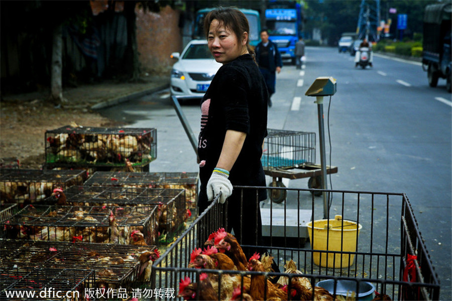 Tight control on China’s poultry over H7N9 fears