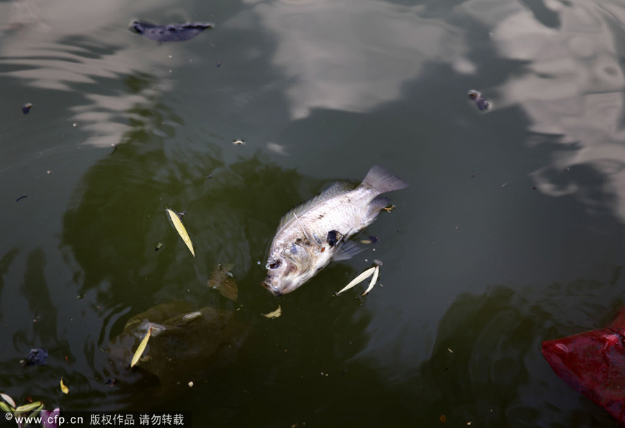 10 tons of fish buried alive at landfill in S China