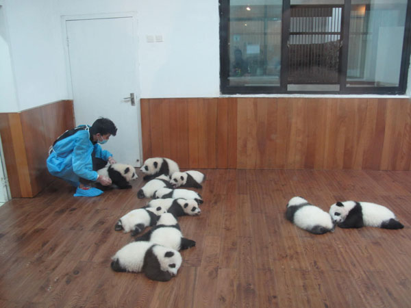 43 panda cubs born this year