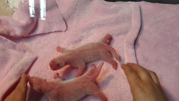 43 panda cubs born this year