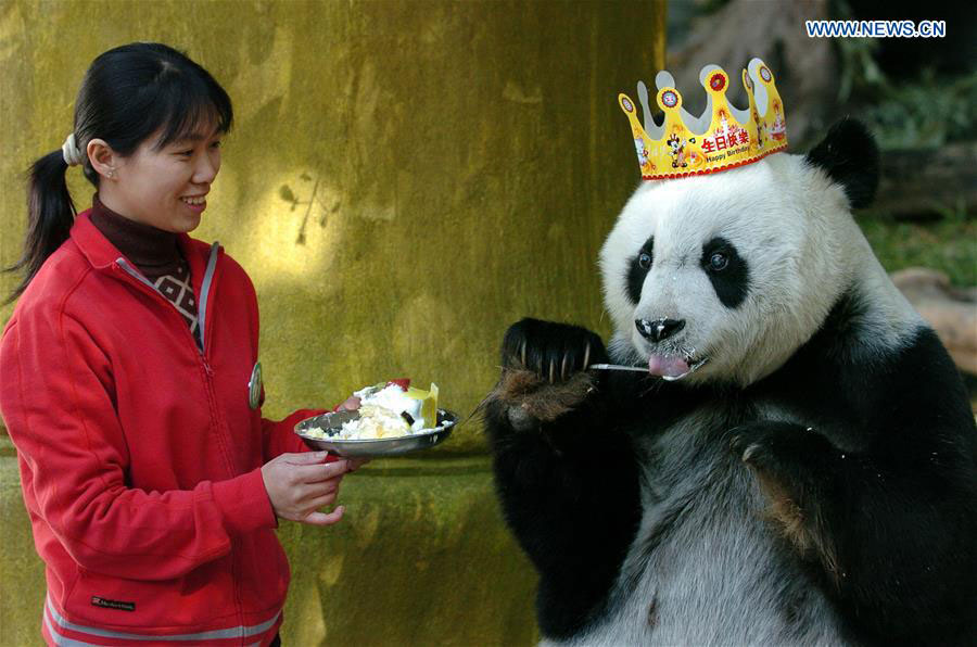 Giant panda Basi celebrates 35th birthday