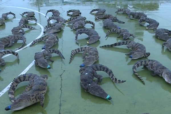 Police seize 158 crocodiles at China-Vietnam border