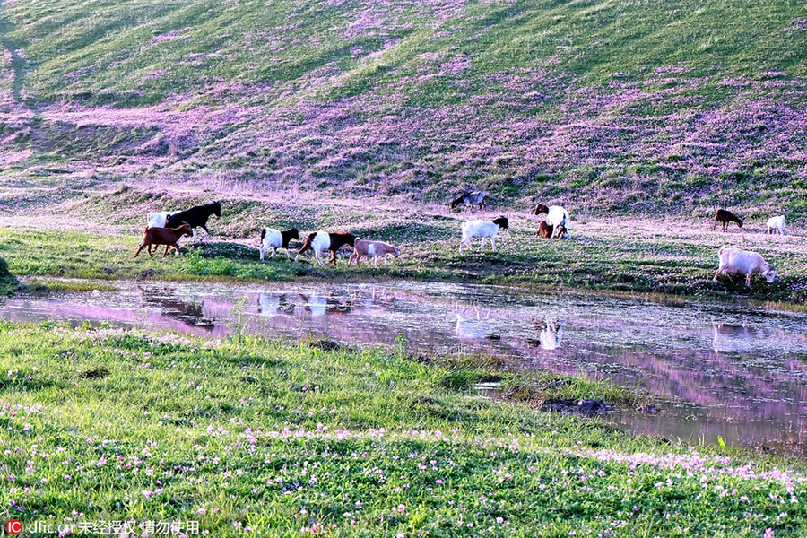 Discover beautiful China in spring blossom (V)