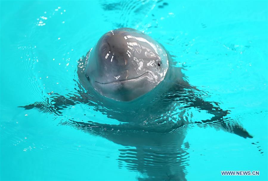 Endangered finless porpoise swim in Wuhan