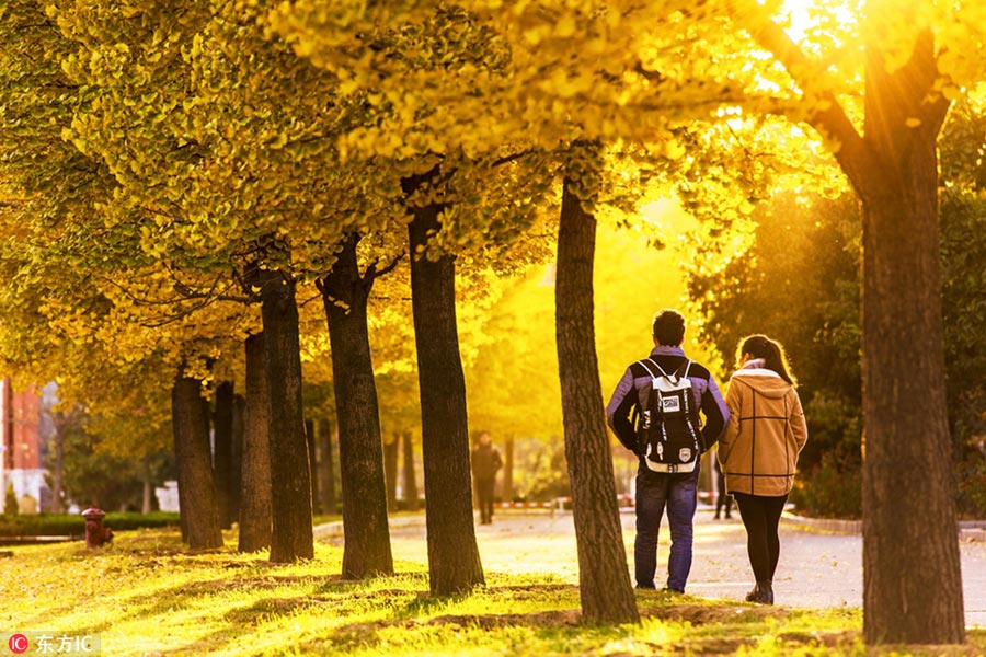 Places to enjoy golden gingko tree leaves