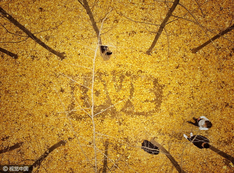 Last of ginkgo leaves fall as temperatures decline