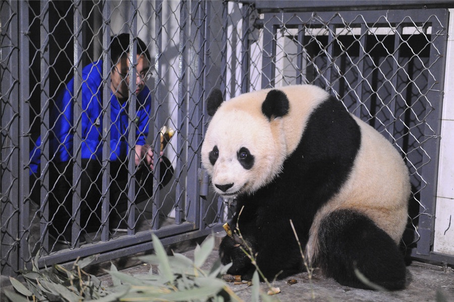 Bao Bao lands safely in China after return from US