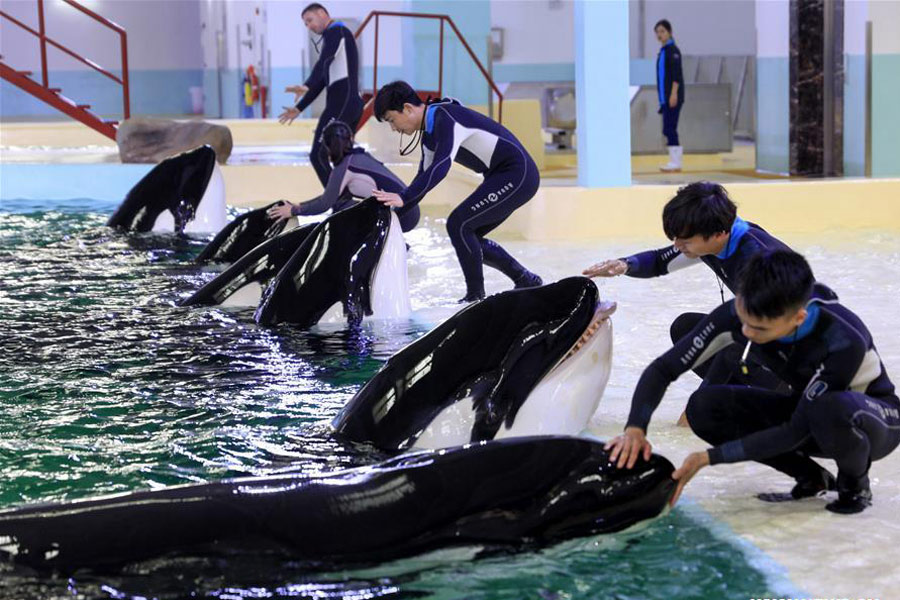 China's first killer whale breeding base put into operation