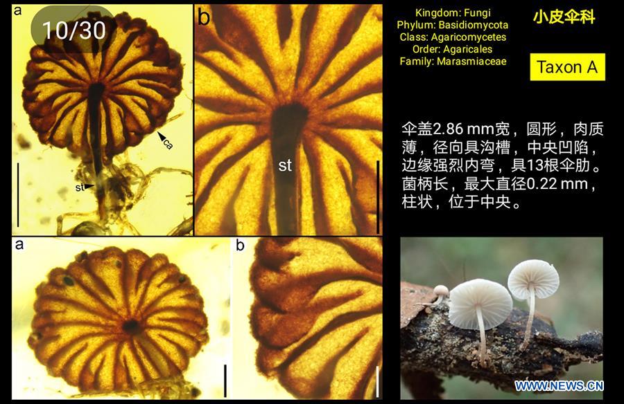 Scientists find earliest intact mushroom fossils