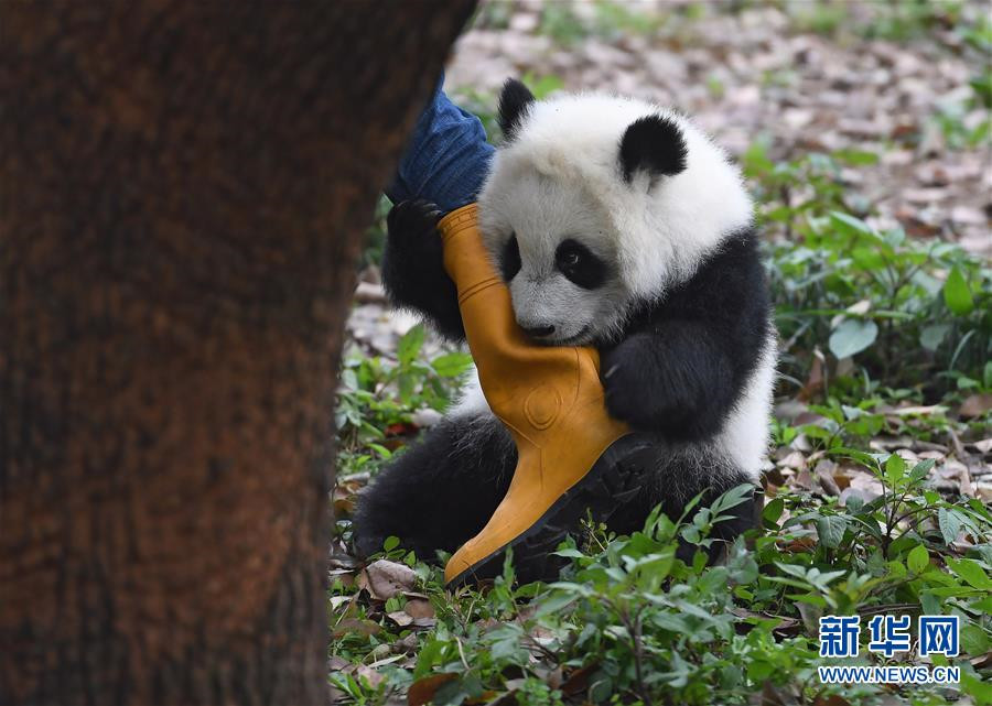 Celebrations mark naming ceremony of three panda cubs