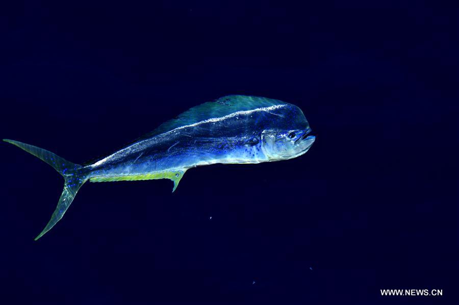 Dolphinfishes photographed in IODP expedition to South China Sea