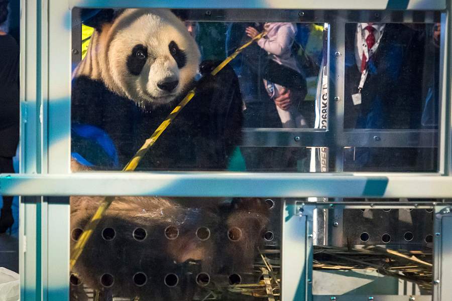 Two pandas from China greeted in Netherlands