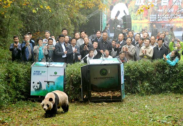 Saving pandas still a task