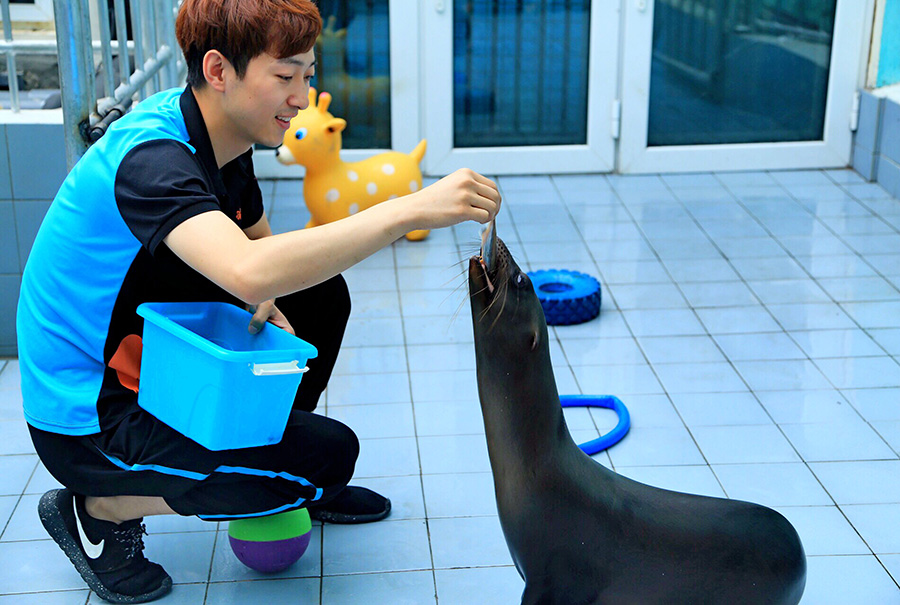 Little sea lion swaps takes first fish bites