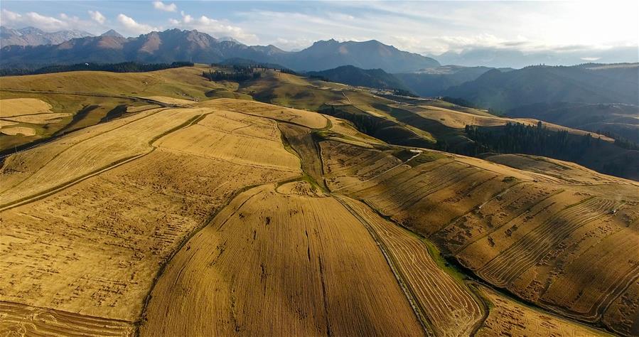 Harvest scenery of wheat fields in Xinjiang