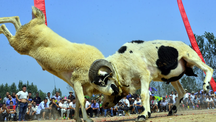 Goat fighting in Shandong