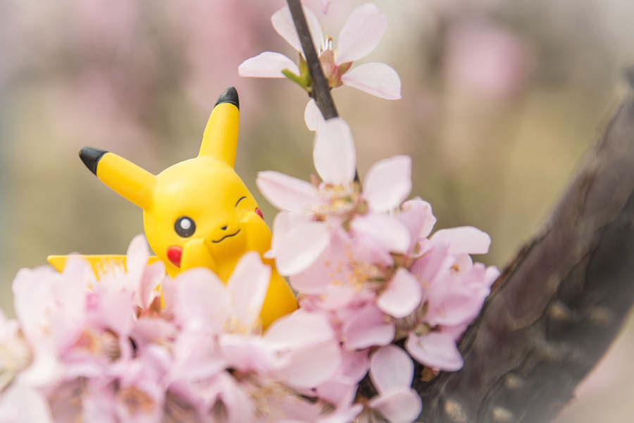 When anime figurines meet cherry blossoms