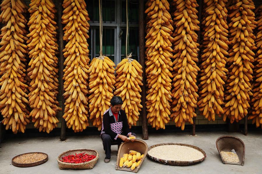 Harvest season colored by ripe crops around China