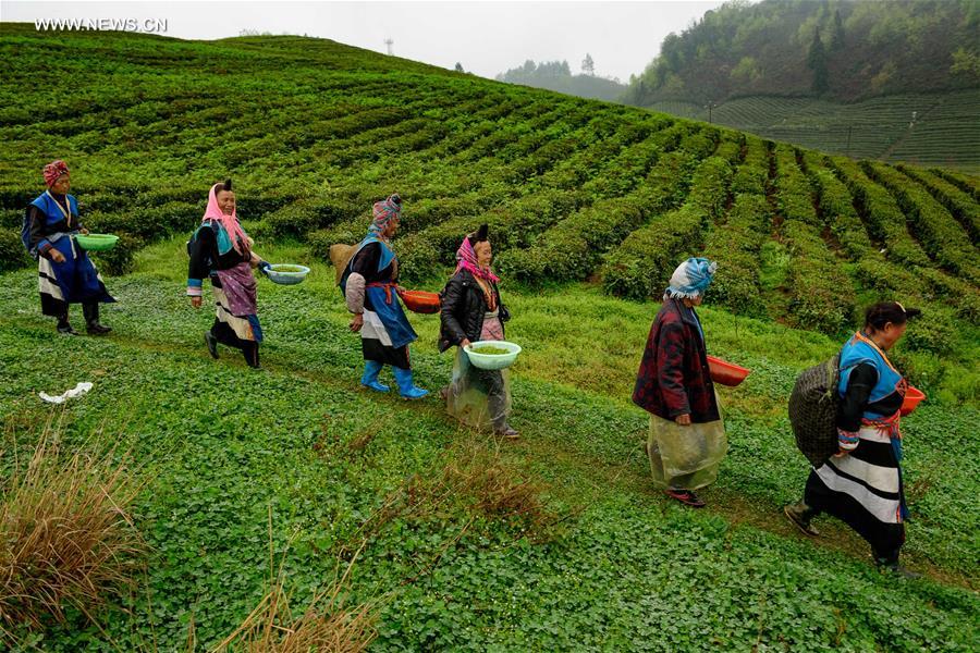 Contestants participate in tea contest in SW China