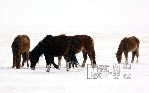 持續低溫降雪內蒙古克什克騰旗再次遭受雪災