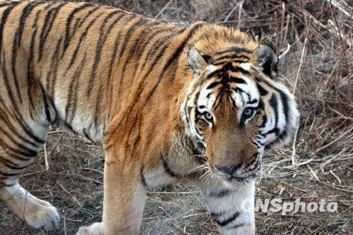 沈陽動物園回應