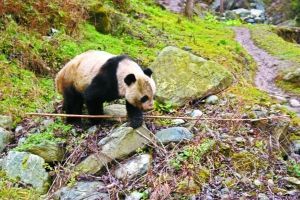 野生大熊貓下山進村 網友戲稱“巡視村寨”