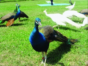 哈爾濱首屆珍奇動物觀賞節開幕