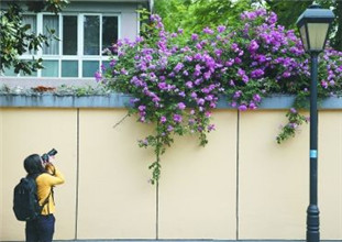 南京頤和路公館區薔薇花綻放 引路人駐足觀賞