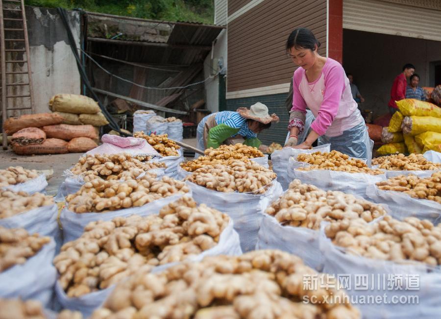 蘆山生姜找買家