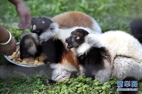 紅猩猩、斑狐猴落戶上海動物園