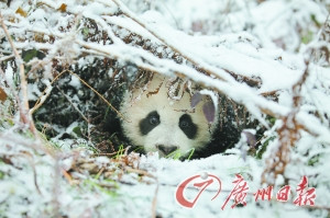 中國將第二次放歸大熊貓 若成功意義不亞于登月