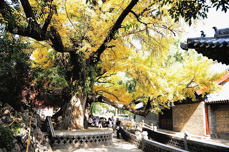 太原西山之秋 風(fēng)景美不勝收