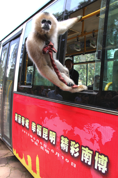 迎接南博會(huì) 旅游專線首發(fā)云南野生動(dòng)物園