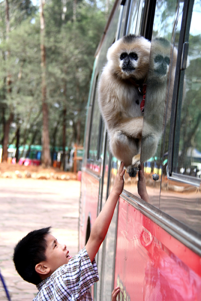 迎接南博會(huì) 旅游專線首發(fā)云南野生動(dòng)物園